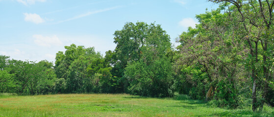 Nature park city, Garden green tree.