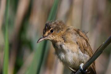 Reed warbler bird portrait