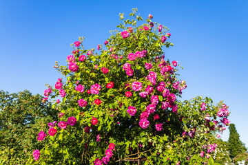 Obraz na płótnie Canvas Pink Rosa flowers bloom in the summer garden