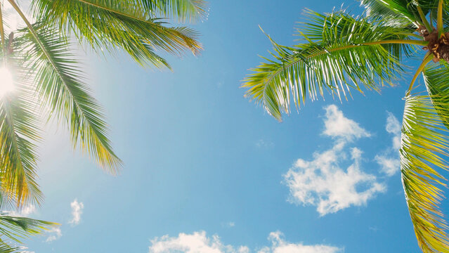 Palm branches against the blue sky , the nature of a tropical island, the bright sun on the seashore