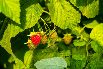 Raspberries growing on a bush - 516194651