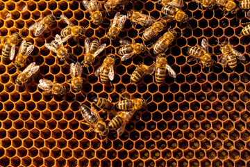 Bees on a frame in a hive - 516194654