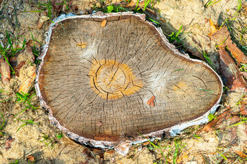 Birch stump texture on a summer day - 516194655