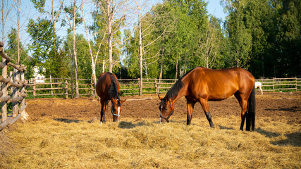 Horses are in a paddock in summer sunny day - 516194658