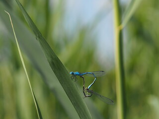 blue dragonfly on a green leaf