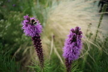 Staude mit lila farbebner Blüte, Prachtscharte, Liatris spicata