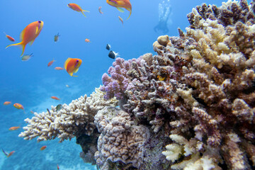 Colorful coral reef at the bottom of tropical sea, hard corals and fishes Anthias, underwater landscape
