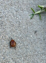 Dead beetle on sidewalk