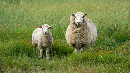 Naklejka premium sheep and lambs in the field