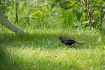 blackbird on the grass