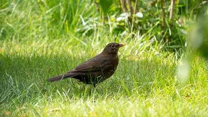 blackbird on the grass