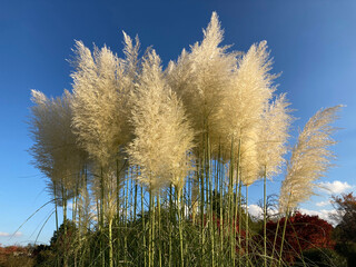 Pampasgras 516197087 Cortaderia selloana