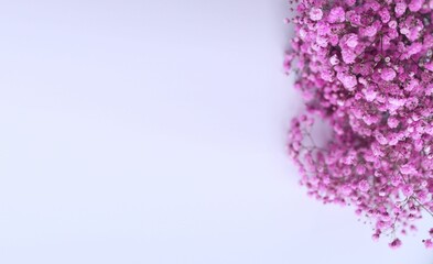 Pink gypsophila flowers on a white background. Background for a greeting card.