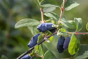 Honeysuckle branch with blue ripe berries