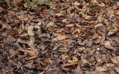 Autumn background: brown autumn leaves cover the ground