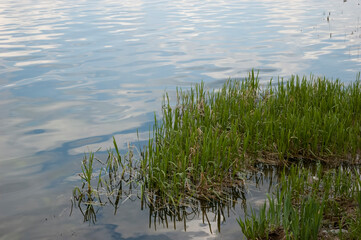 Calm water with slight ripples reflects the blue sky, in the foreground there are reeds