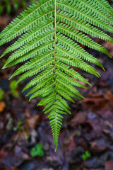 Green fern leaf in the dark forest 