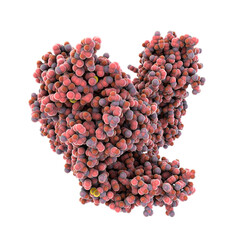 Molecule of tetanus neurotoxin