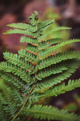 Green fern leaf in the dark forest 