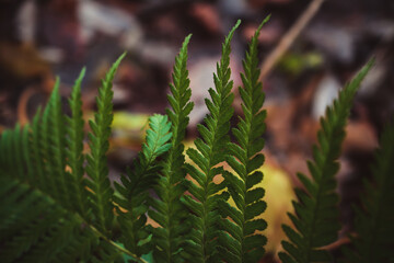 Green fern leaf in the dark forest 