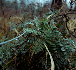 mokra paproć