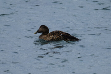 Common Eider (Somateria mollissima), Rathlin Island, Northern Ireland, UK