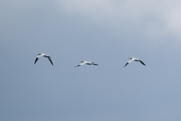 Fototapeta premium Northern Gannet (Morus bassanus), near Rathlin Island, Northern Ireland, UK