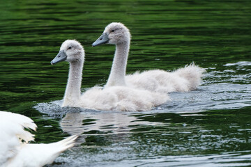 Mute Swan (Cygnus olor), Lagan River, Belfast, Northern Ireland, UK