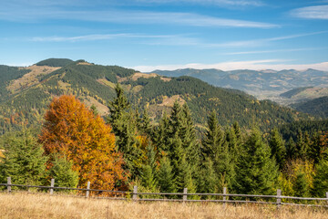 Beautiful view of mountains in Ukraine. Wonderful panoramic landscape with autumn forest on a sunny day.