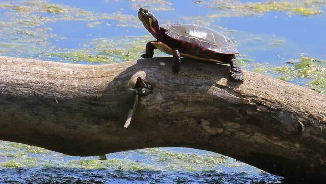 A single painted turtle basks in early spring while the weather is still warming up in Canada