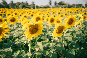 Fototapeta premium sunflower field. beautiful sunflower. Sunflower field trip.
