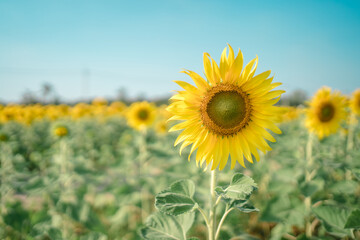 sunflower field. beautiful sunflower. Sunflower field trip.