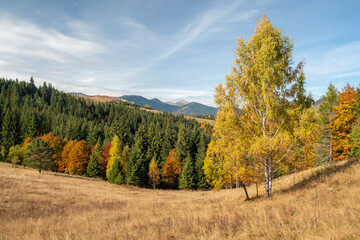Fototapeta premium Colorful autumn trees in the mountains. Autumn mountain forest landscape. Autumn in mountains.