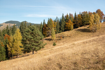 Fototapeta na wymiar Colorful autumn trees in the mountains. Autumn mountain forest landscape. Autumn in mountains.