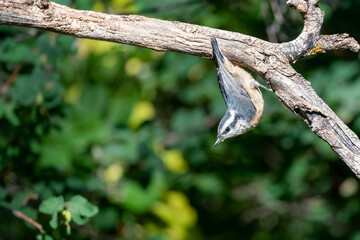 Red-breasted Nuthatch Sitta canadensis Room for a title