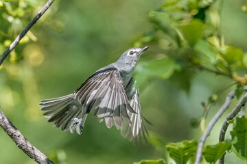 Plumbeous Vireo Vireo plumbeus in Fiight