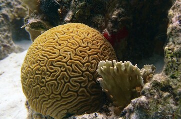 Underwater closeup of brain coral in an natural reef in the Caribbean sea 