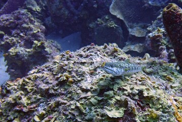 Fototapeta na wymiar Underwater image of a Pufferfish swimming in the coral reef, side view 