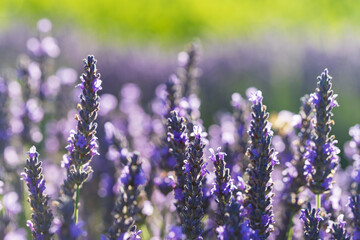 Fototapeta premium Beautiful pink fragrant lavender flower in the field. There are bees on the lavender.