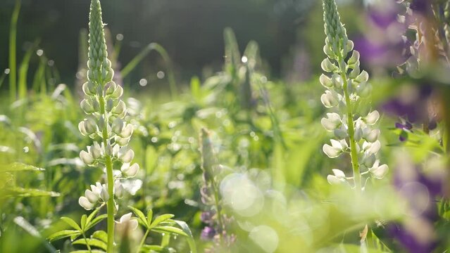 Violet lupin wildflowers on meadow flowerscape. Purple mauve lupine flowers on lawn or field. Lilac lupinus bloom or blossom on spring lea. Springtime or summer forest glade. Bluebonnet inflorescence.