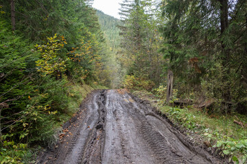 Dirty road in the forest background close up