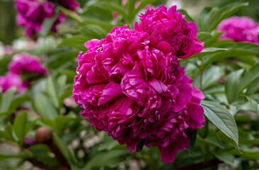 Pink peony (Paeonia sp) flowers on green background.