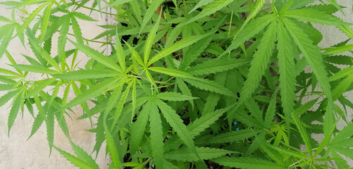 Close-up of green cannabis leaf herbs