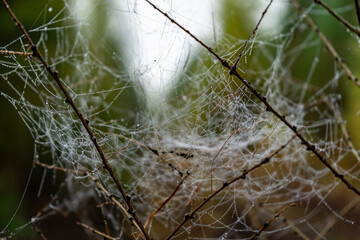 Dew drops on the spiderweb in the early morning. Cobwebs after rain
