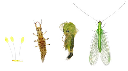Green Lacewing (Neuroptera: Chrysopidae). Development stages - egg, larva, pupa, adult. Isolated on a white background