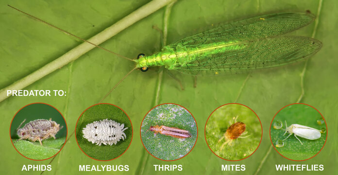Green Lacewing, Chrysoperla carnea (Neuroptera: Chrysopidae) is natural enemy to: aphids, mealybugs, thrips, whiteflies, scale, and many more soft bodied insects