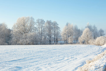 beautiful sunny  winter landscape with hoarfrost
