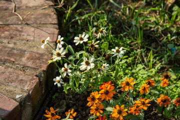 Mixed color flower with green background