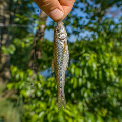 Gudgeon fishing. Caught gobio fish on hook