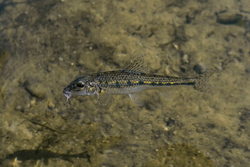 Gudgeon fish in clear fresh water. Gobio in natural habitat